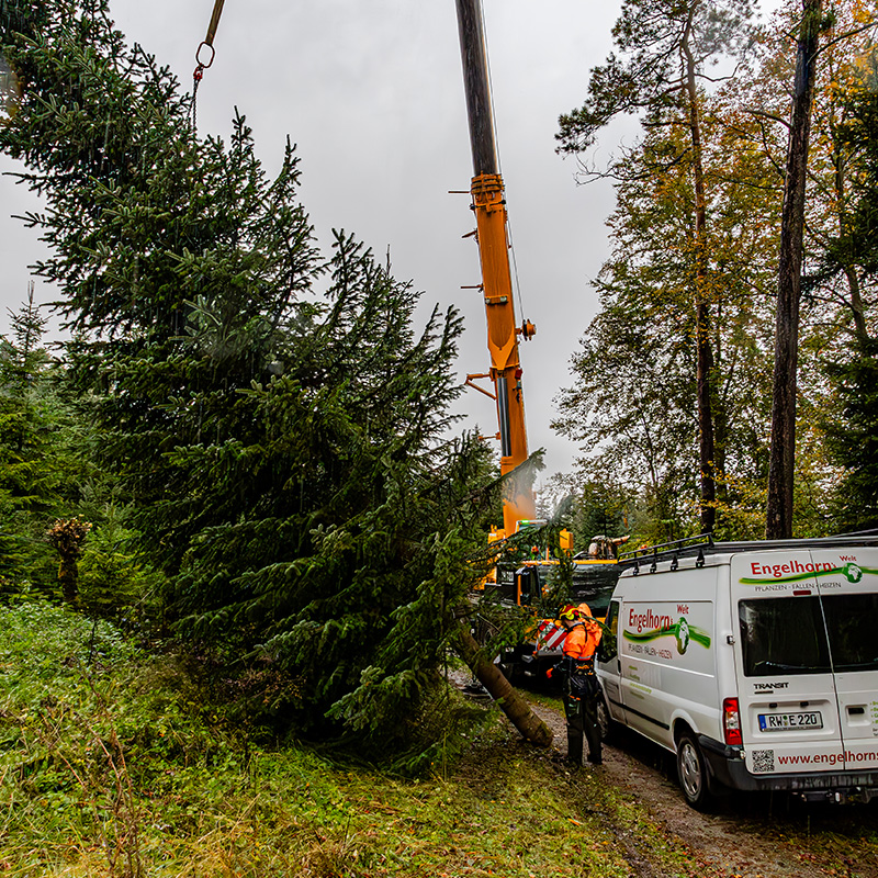 engelhorn-weihnachtsbaeume-galerie-1